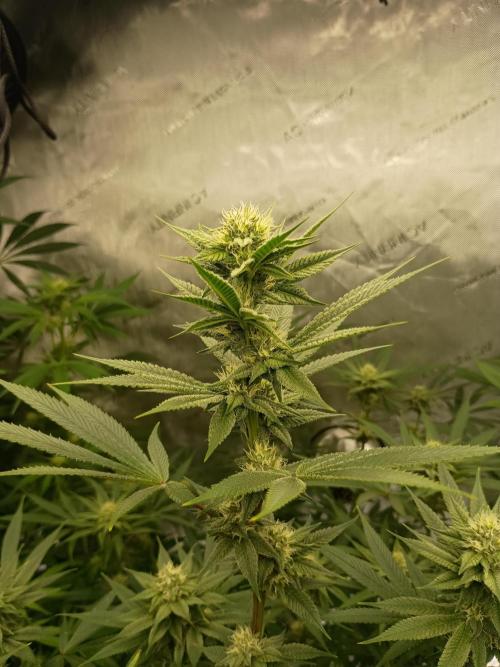 Fullgas vs Exodus Cheese. Week 9 - Fullgas 