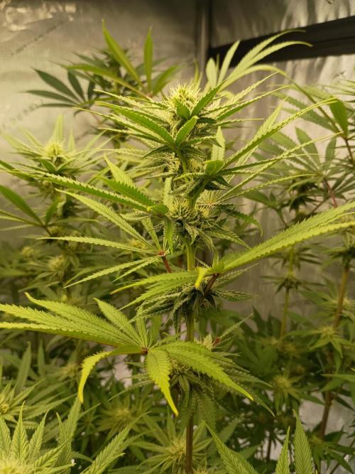 Fullgas vs Exodus Cheese. Week 9 - Fullgas 