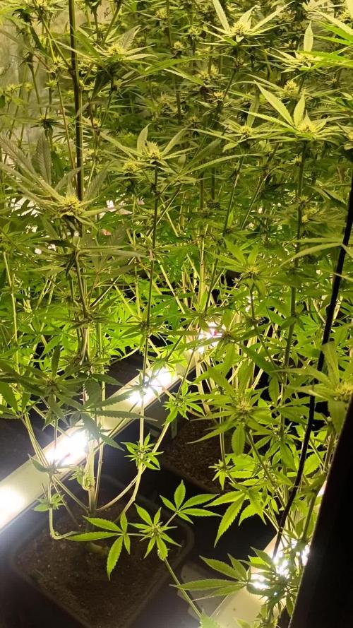 Fullgas vs Exodus Cheese