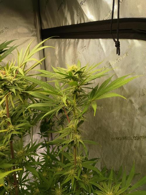 Fullgas vs Exodus Cheese. Week 9 - Fullgas 