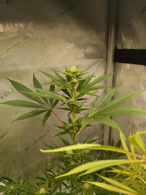 Fullgas vs Exodus Cheese. Week 9 - Fullgas 