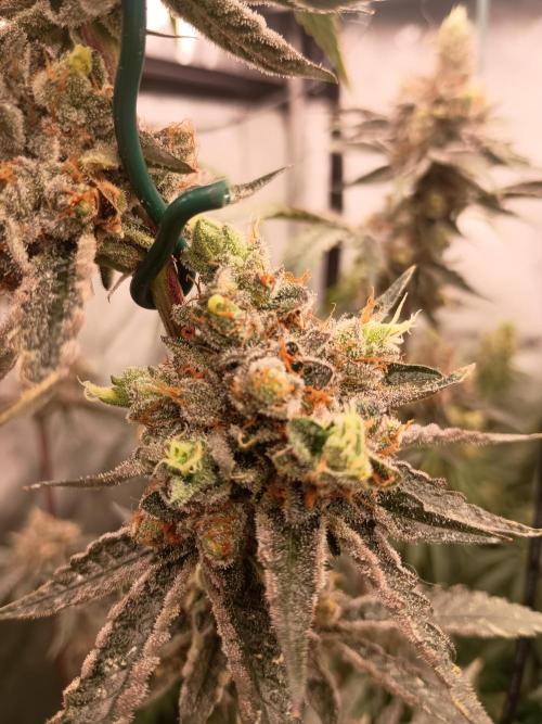 Lets Test some Strains. Week 14 - Wizard Fuel 