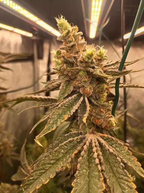 Lets Test some Strains. Week 14 - Wizard Fuel 