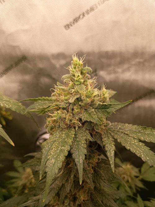 Lets Test some Strains. Week 14 - Bubblegum 