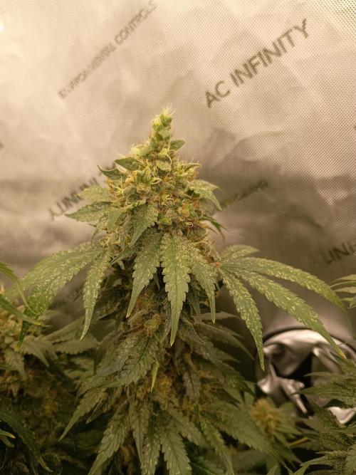 Lets Test some Strains. Week 14 - Bubblegum 