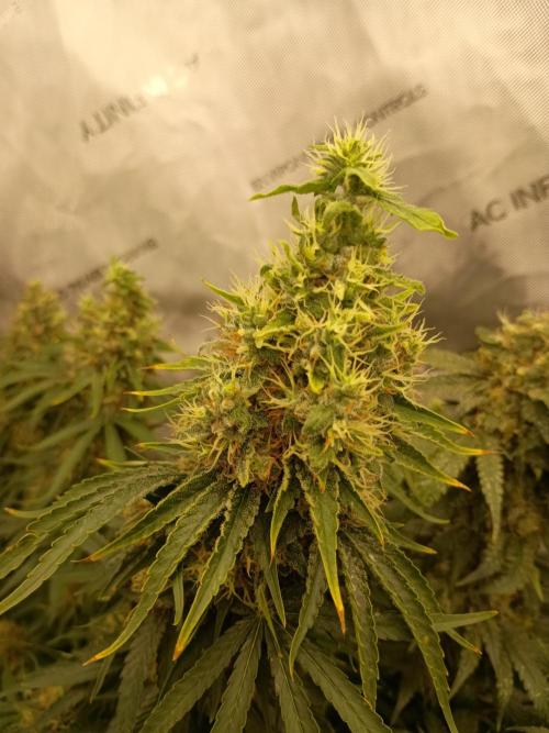 Lets Test some Strains. Week 14 - AK 47 