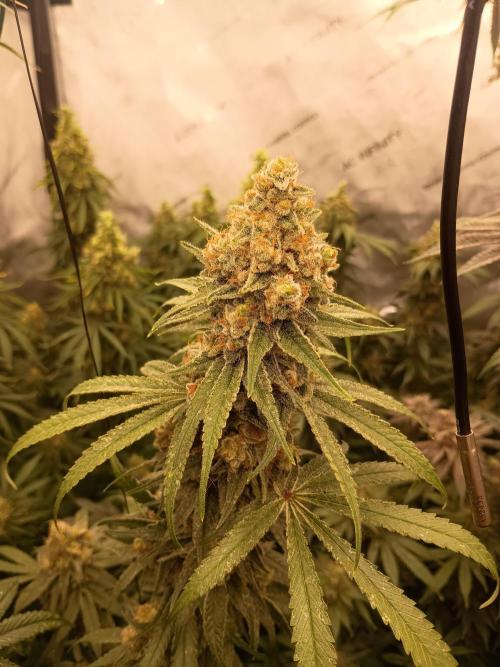 Lets Test some Strains. Week 14 - ICC