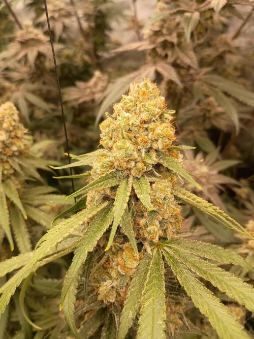 Lets Test some Strains. Week 14 - ICC