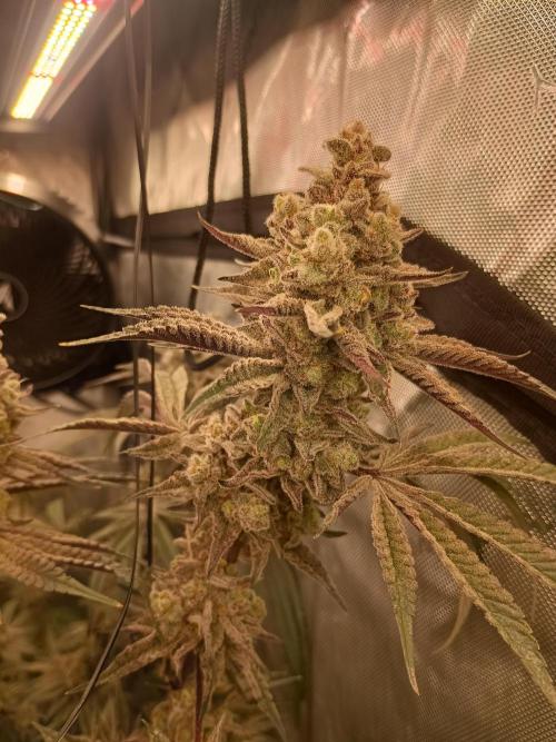 Lets Test some Strains. Week 14 - Trich Beast 