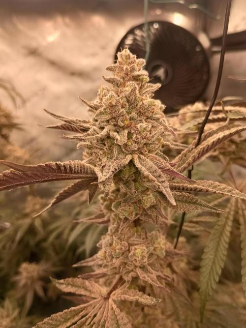 Lets Test some Strains. Week 14 - Trich Beast 