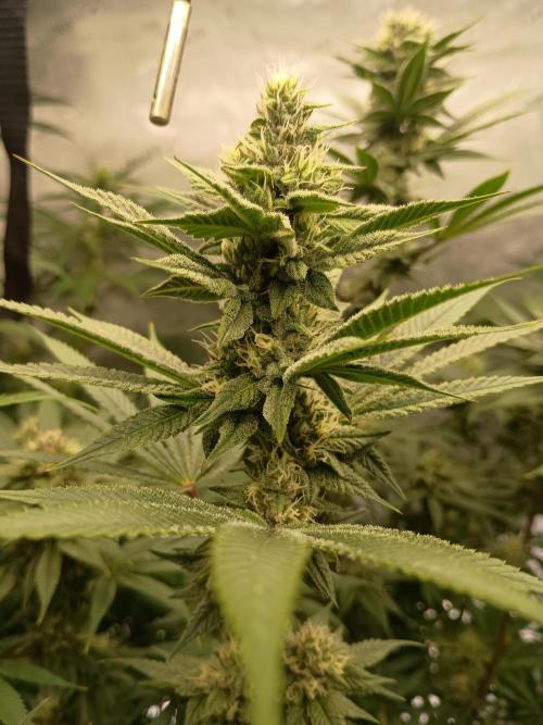 Fullgas vs Exodus Cheese. Week 10 - Fullgas 