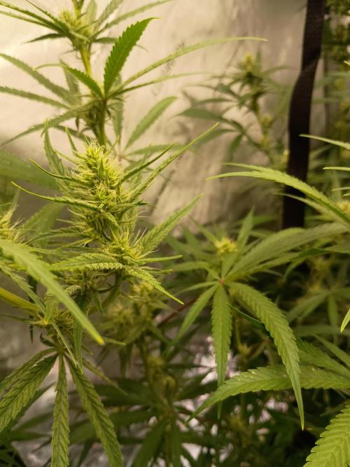 Fullgas vs Exodus Cheese. Week 10 - Exodus Cheese 