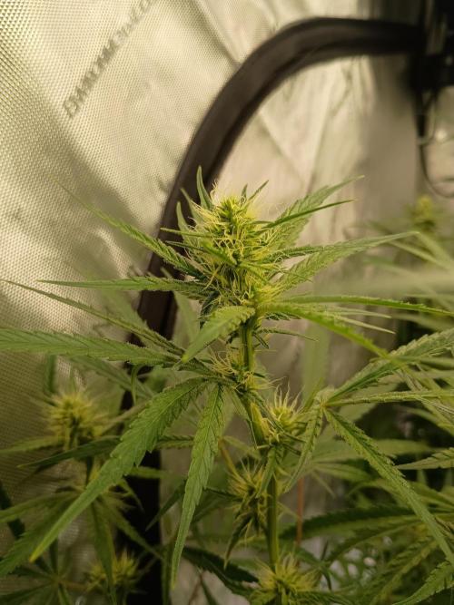 Fullgas vs Exodus Cheese. Week 10 - Exodus Cheese 