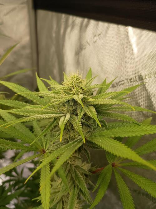 Fullgas vs Exodus Cheese. Week 10 - Fullgas 