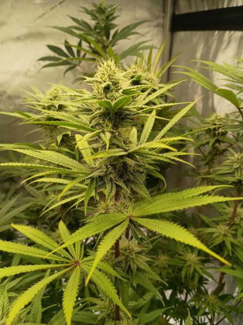 Fullgas vs Exodus Cheese. Week 10 - Fullgas 