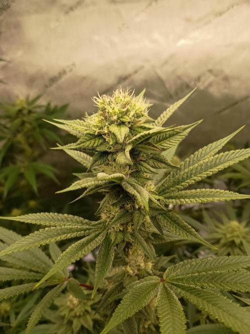 Fullgas vs Exodus Cheese. Week 10 - Fullgas 