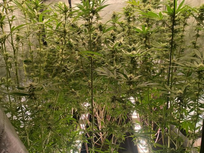 Fullgas vs Exodus Cheese. Week 10 - All