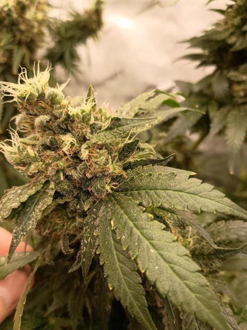 Lets Test some Strains. Week 15 - Bubblegum 