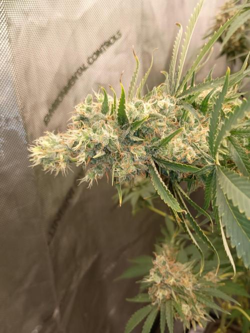 Lets Test some Strains. Week 15 - Ak47