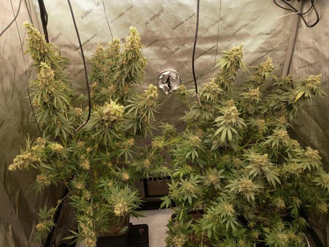 Lets Test some Strains. Week 15 - AK bubble