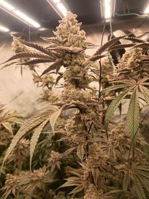 Lets Test some Strains. Week 15 - Trich Beast 