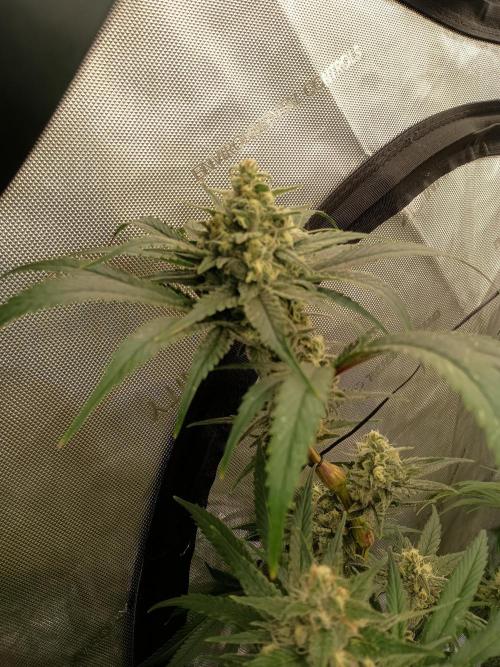 Fullgas vs Exodus Cheese. Week 12 - Exodus Cheese 