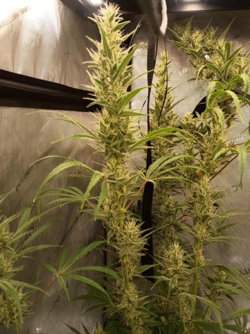 Fullgas vs Exodus Cheese. Week 12 - Exodus Cheese 