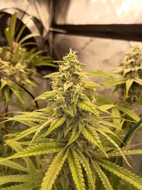 Fullgas vs Exodus Cheese. Week 12 - Fullgas 