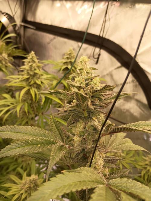 Fullgas vs Exodus Cheese. Week 12 - Fullgas 