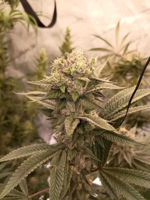 Fullgas vs Exodus Cheese. Week 12 - Fullgas 