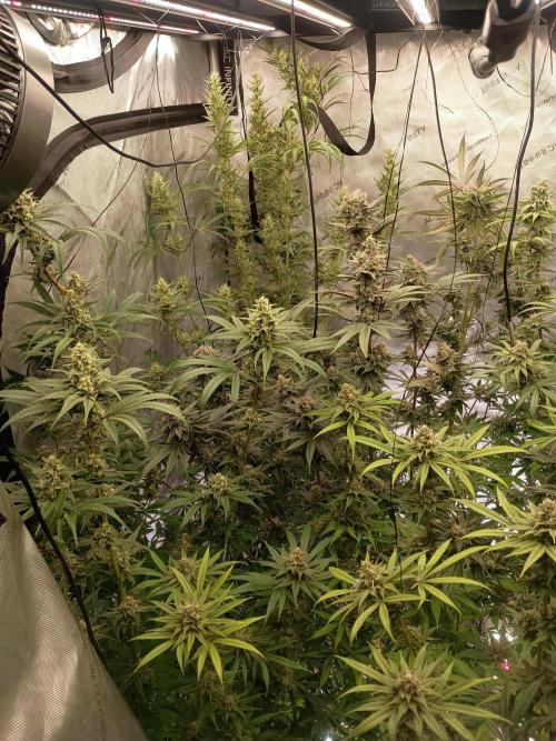 Fullgas vs Exodus Cheese. Week 12 - All