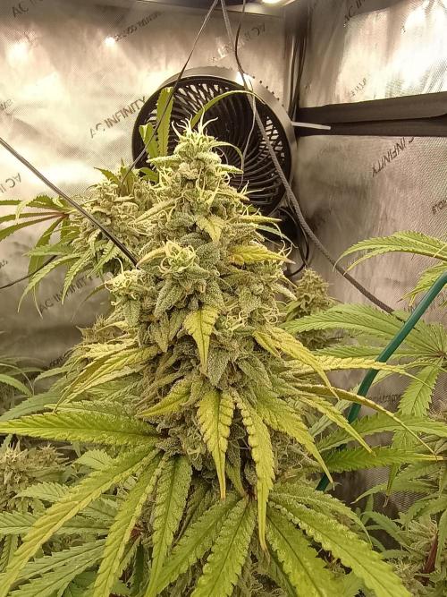 Fullgas vs Exodus Cheese. Week 13 - .