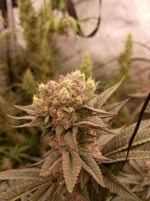 Fullgas vs Exodus Cheese. Week 13 - .