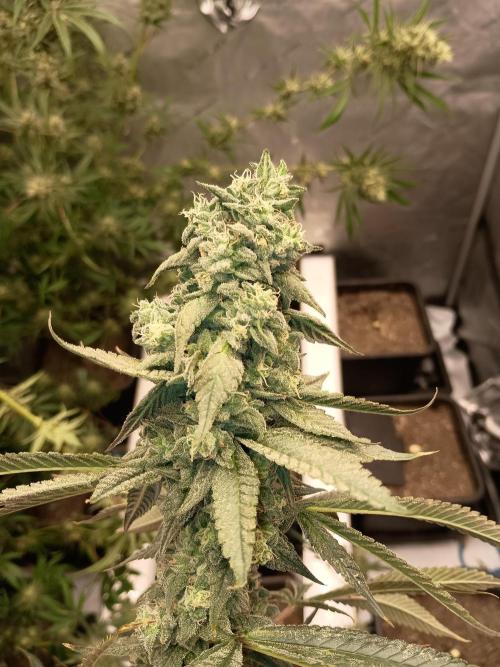 Fullgas vs Exodus Cheese. Week 13 - .