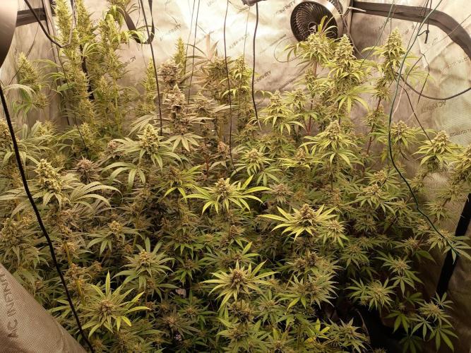 Fullgas vs Exodus Cheese. Week 13 - .