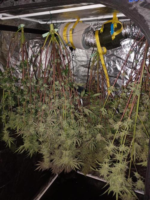 Fullgas vs Exodus Cheese. Week 13 - .