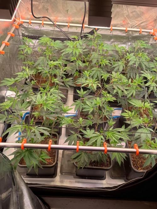 Route65 Clone run. Week 3