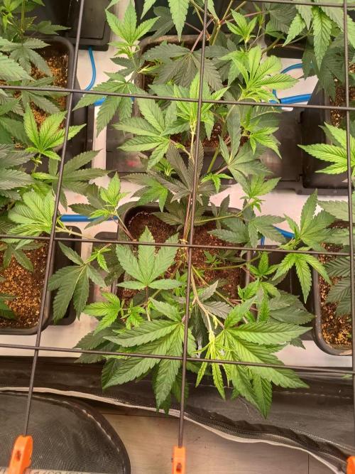 Route65 Clone run. Week 3