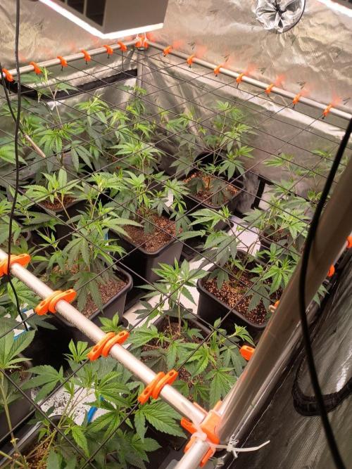 Route65 Clone run. Week 3