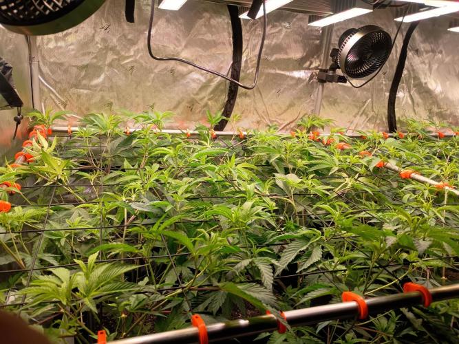 Route65 Clone run. Week 4