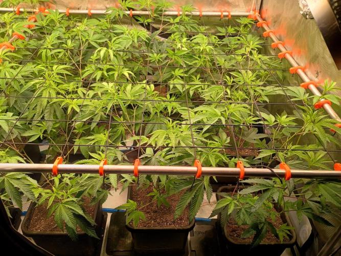 Route65 Clone run. Week 4