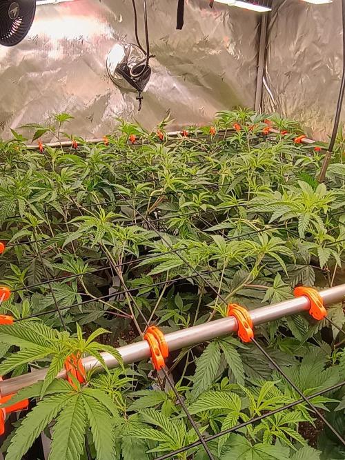 Route65 Clone run. Week 4