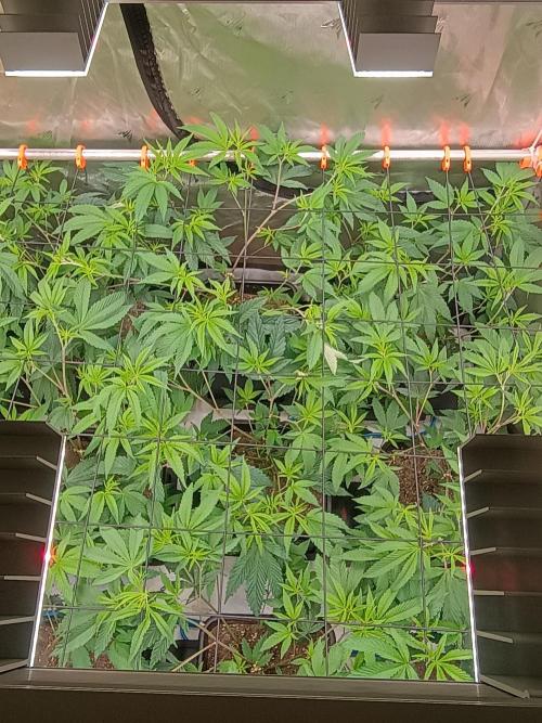 Route65 Clone run. Week 4