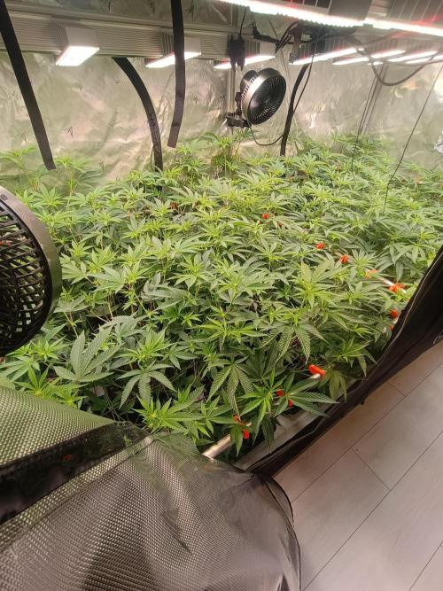 Route65 Clone run. Week 5