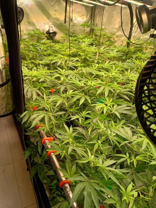 CLOUDLAB 894, Advance Grow Tent 8x4. Week 5