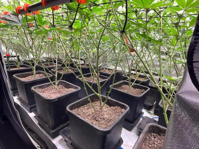 Route65 Clone run. Week 6