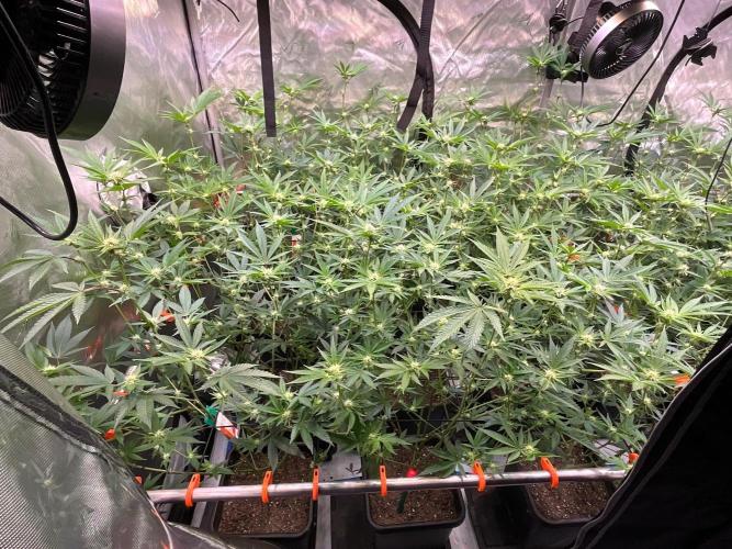 Route65 Clone run. Week 6