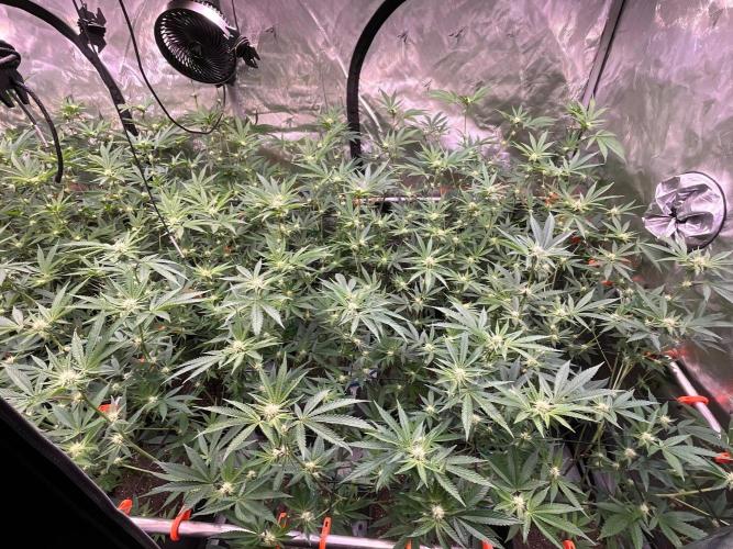 Route65 Clone run. Week 6