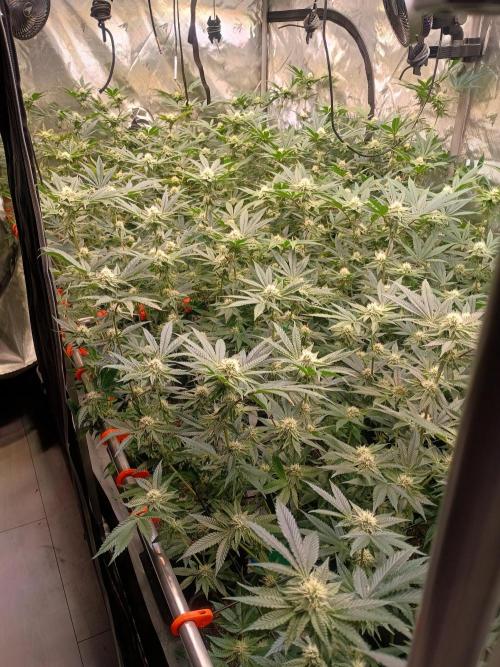 Route65 Clone run. Week 7