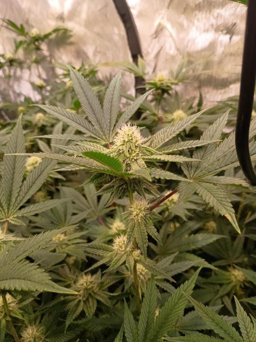 Route65 Clone run. Week 7